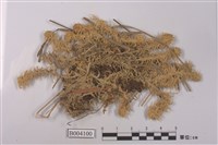 藏品(扭枝泥炭苔)的圖片